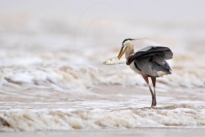 _MG_3688 Great Blue Heron.jpg