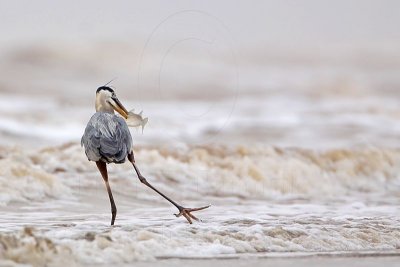 _MG_3691 Great Blue Heron.jpg