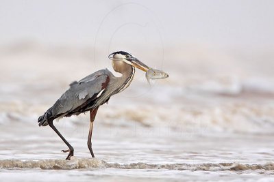 _MG_3698 Great Blue Heron.jpg