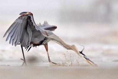 _MG_3741 Great Blue Heron.jpg