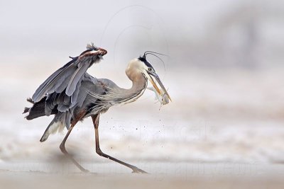 _MG_3744 Great Blue Heron.jpg