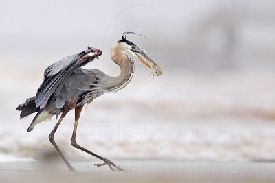 _MG_3745 Great Blue Heron.jpg
