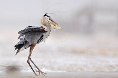 _MG_3747 Great Blue Heron.jpg