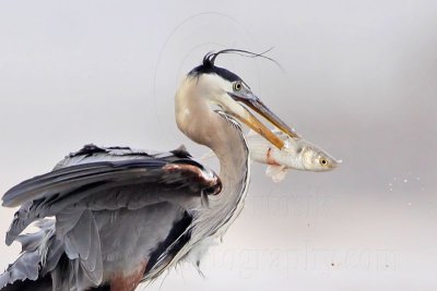 _MG_3747crop Great Blue Heron.jpg