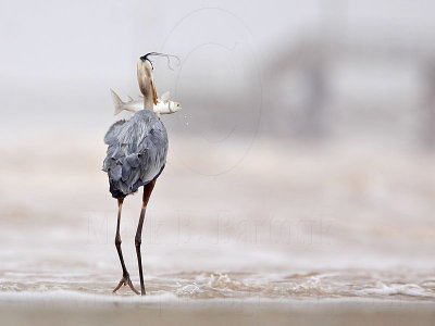 _MG_3756 Great Blue Heron.jpg