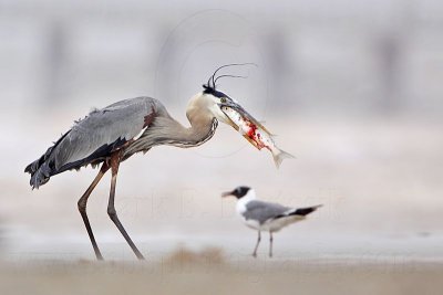 _MG_3817 Great Blue Heron.jpg
