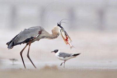 _MG_3819 Great Blue Heron.jpg