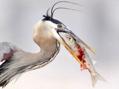 _MG_3829crop Great Blue Heron.jpg