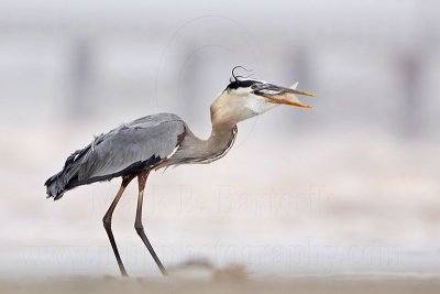 _MG_3836 Great Blue Heron.jpg