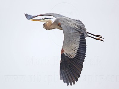 _MG_3873 Great Blue Heron.jpg