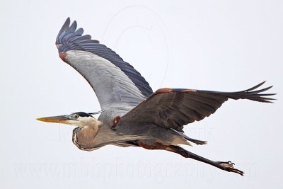 _MG_3876 Great Blue Heron.jpg