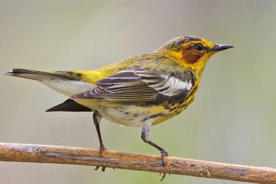 _MG_6487 Cape May Warbler.jpg