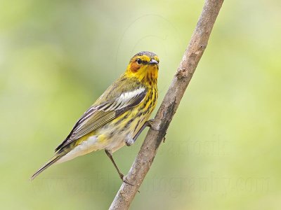 _MG_6849 Cape May Warbler.jpg