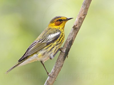 _MG_6854 Cape May Warbler.jpg