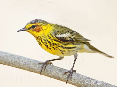 _MG_7063 Cape May Warbler.jpg