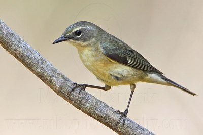 _MG_7201 Black-throated Blue Warbler.jpg