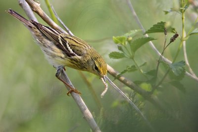 _MG_7302 Blackpoll Warbler.jpg