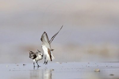 _MG_6004 Sanderling.jpg