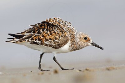 _MG_2209 Sanderling.jpg