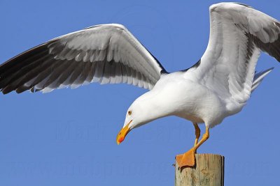 _MG_3320 Yellow-footed Gull.jpg