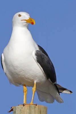 _MG_3370 Yellow-footed Gull.jpg