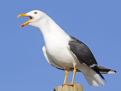 Yellow-footed Gull - March 2009