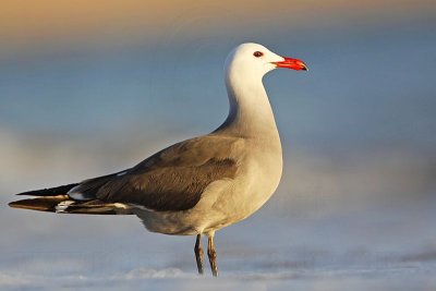 Heermann's Gull - March 2009