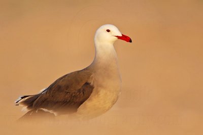 _MG_4485 Heermann's Gull.jpg