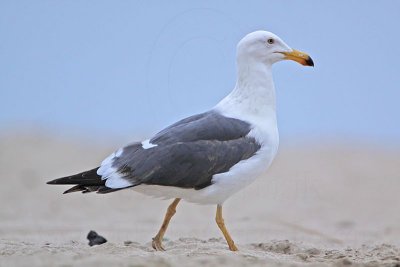 _MG_2105 Yellow-footed Gull.jpg