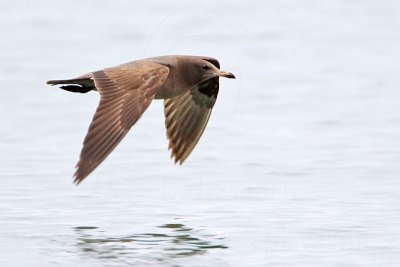_MG_3719 Heermann's Gull.jpg