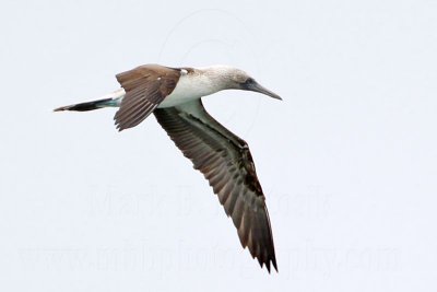 _MG_3747 Blue-footed Booby.jpg