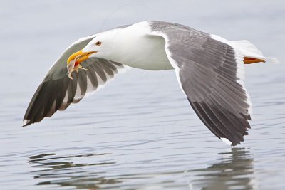 _MG_4155 Yellow-footed Gull.jpg