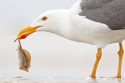 _MG_4338 Yellow-footed Gull.jpg