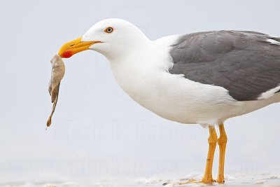 _MG_4356 Yellow-footed Gull.jpg