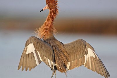 _MG_3923 Reddish Egret.jpg