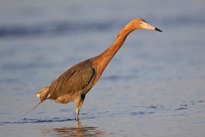 _MG_3963 Reddish Egret.jpg