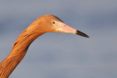 _MG_3963crop Reddish Egret.jpg
