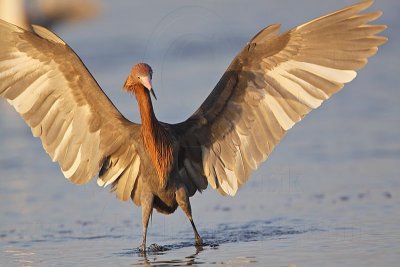 _MG_3969 Reddish Egret.jpg