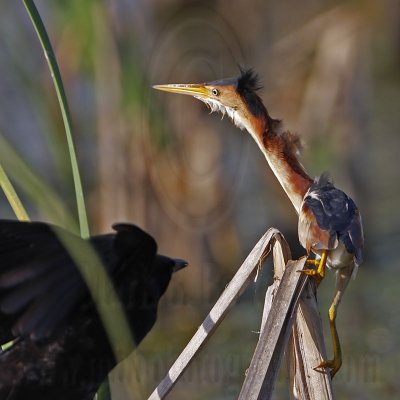 _MG_8669 Least Bittern.jpg