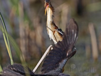 _MG_8671 Least Bittern.jpg