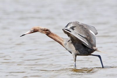 _MG_2583 Reddish Egret.jpg