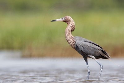 _MG_2722 Reddish Egret.jpg