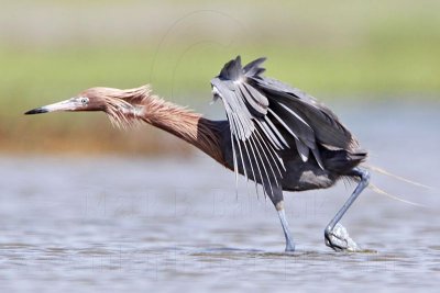 _MG_2734 Reddish Egret.jpg