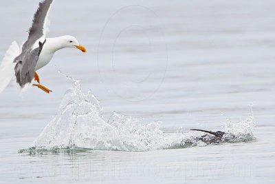 _MG_4114 Yellow-footed Gull & Common Loon.jpg