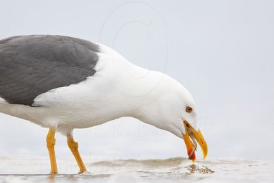 _MG_4529 Yellow-footed Gull.jpg