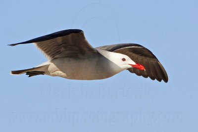 _MG_2516 Heermann's Gull.jpg
