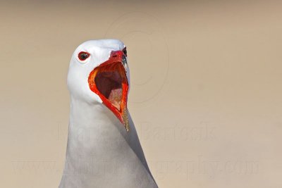 _MG_2813 Heermann's Gull.jpg