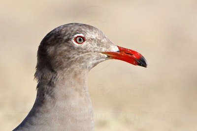 _MG_2972 Heermann's Gull.jpg