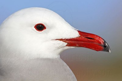_MG_3171 Heermann's Gull.jpg