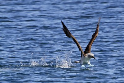 _MG_0702 Blue-footed Booby.jpg